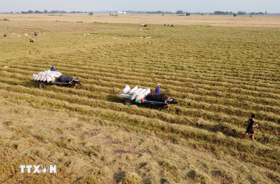 Xe trâu kéo lúa trên cánh đồng ở xã biên giới Thường Phước 1, huyện Hồng Ngự (Đồng Tháp). (Ảnh: Nhựt An/TTXVN)