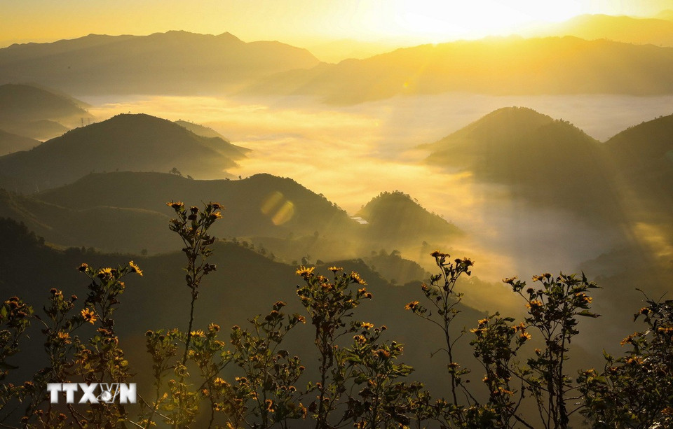 Wilde bloemen wiegen zachtjes in de ochtendbries en verwelkomen de eerste zonnestralen van een nieuwe dag. (Foto: Xuan Tu/VNA)