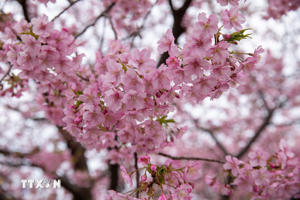 Hoa anh đào bắt đầu nở rộ trên các con đường trong thành phố Miura. (Ảnh: Xuân Giao/TTXVN)