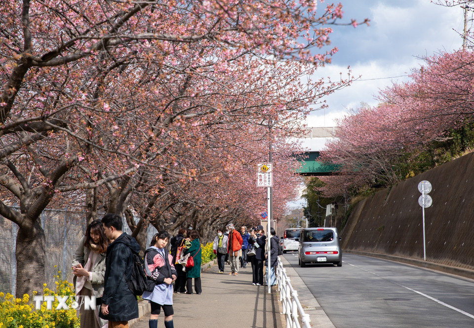 Hoa anh đào kawazu nở từ nửa cuối tháng Hai cho tới giữa tháng Ba hàng năm. (Ảnh: Xuân Giao/TTXVN)