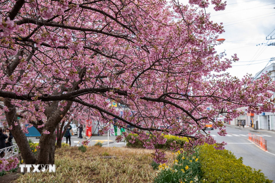 Cứ mỗi độ Xuân về, du khách và người dân ở thành phố Miura, tỉnh Kanagawa, Nhật Bản lại có dịp đắm chìm trong “Lễ hội hoa anh đào Miurakaigan” khi những cây hoa anh đào bắt đầu khoe sắc. (Ảnh: Xuân Giao/TTXVN)