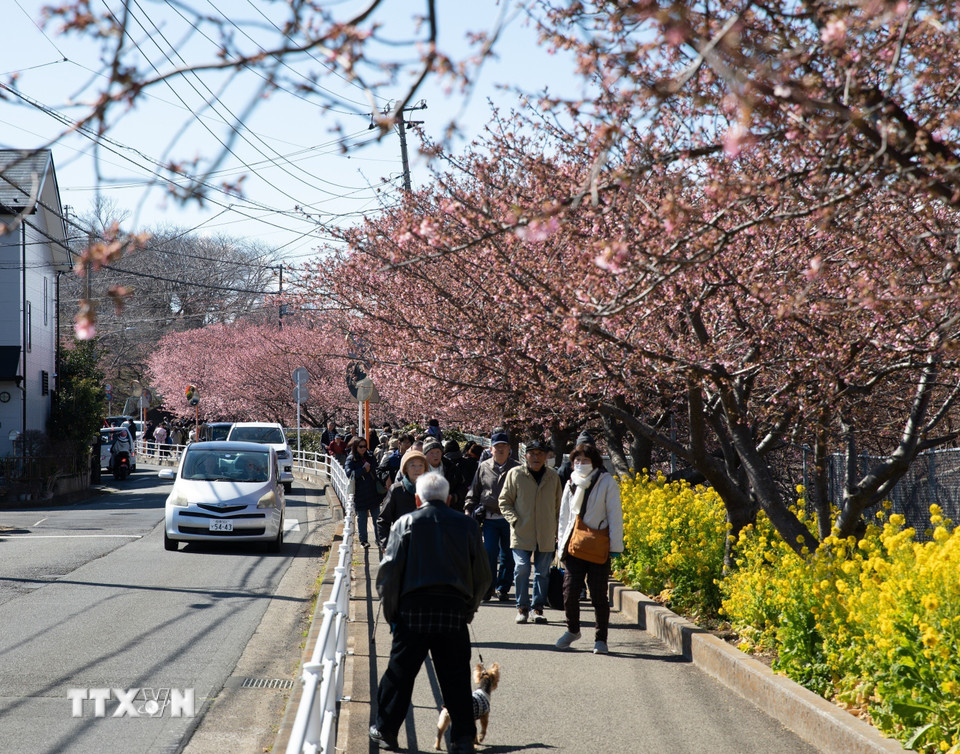 Hoa cải và hoa anh đào cùng khoe sắc đón Xuân. (Ảnh: Xuân Giao/TTXVN)