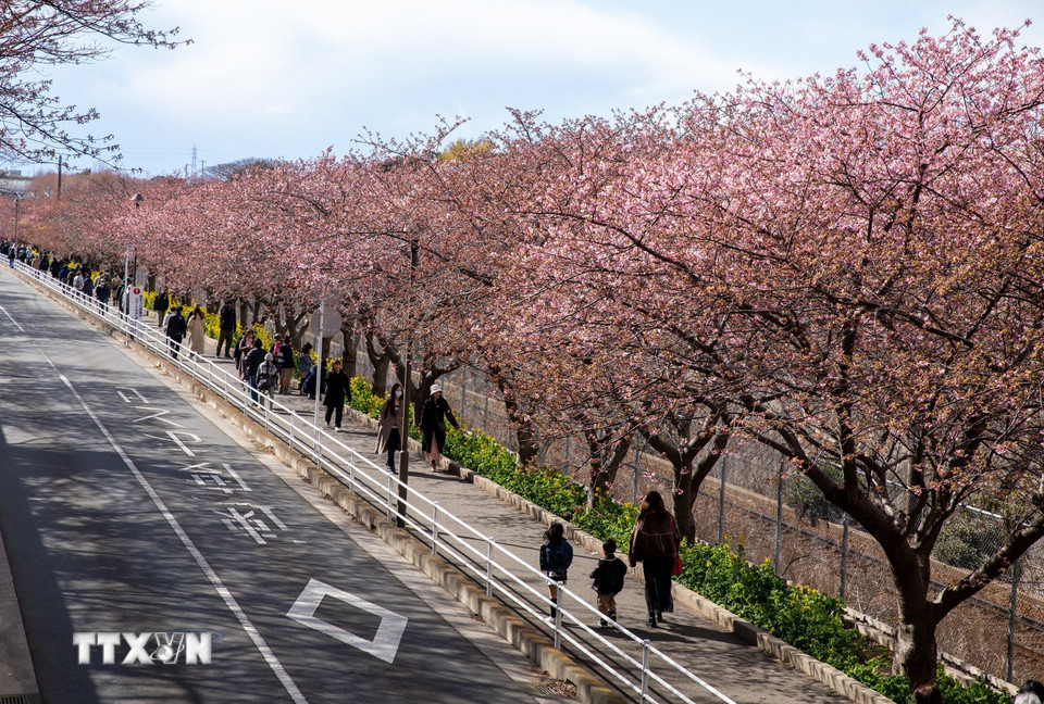 Lễ hội thu hút đông đảo du khách, mang lại sự nhộn nhịp cho thành phố Miura. (Ảnh: Xuân Giao/TTXVN)