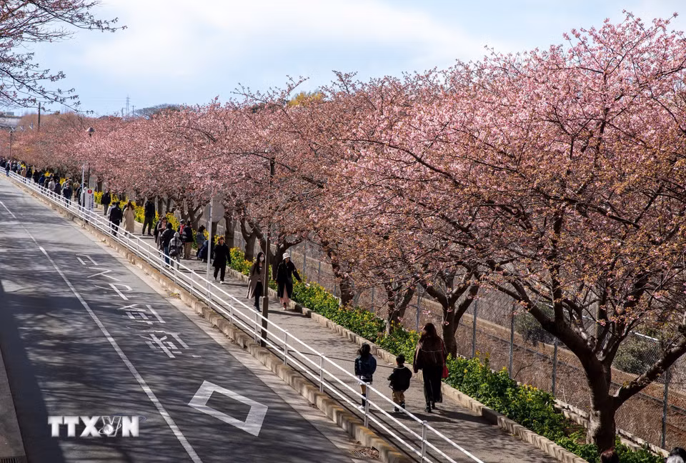 Lễ hội thu hút đông đảo du khách, mang lại sự nhộn nhịp cho thành phố Miura. (Ảnh: Xuân Giao/TTXVN)