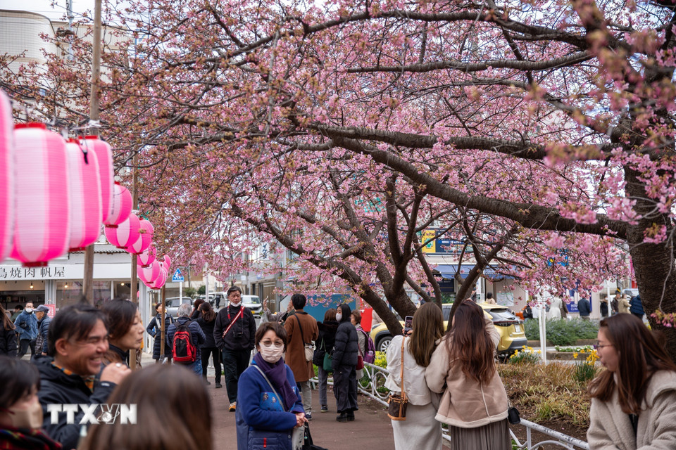 Lễ hội được tổ chức dọc theo tuyến đường sắt từ ga Miurakaigan đến công viên Komatsugaike, nơi trồng hàng nghìn cây hoa anh đào kawazu có màu hồng nhạt say đắm lòng người. (Ảnh: Xuân Giao/TTXVN)