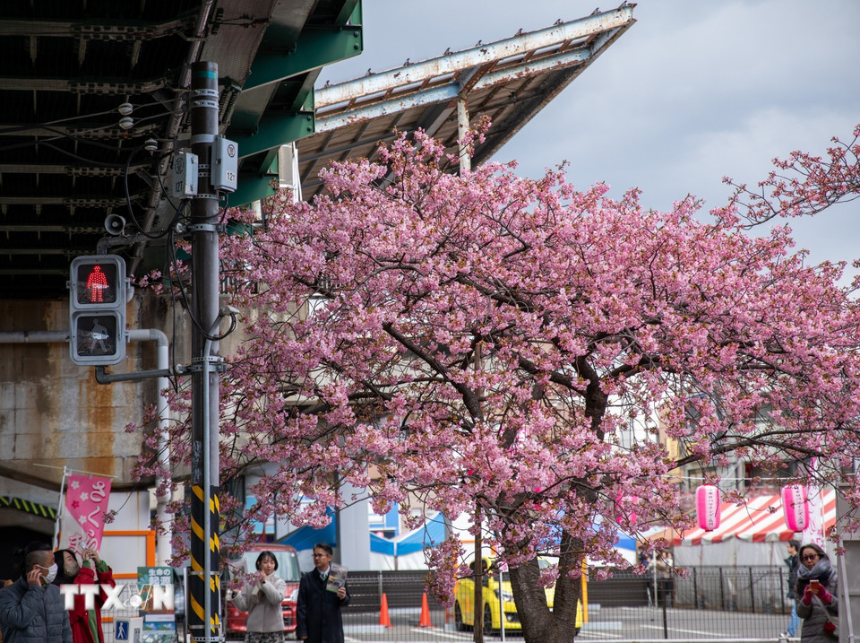 Giống hoa anh đào kawazu có màu hồng nhạt say đắm lòng người. (Ảnh: Xuân Giao/TTXVN)