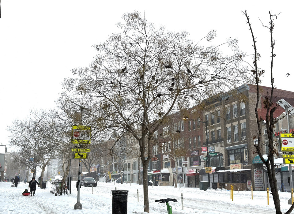 Đàn chim co ro đậu trên cây trong cơn bão tuyết ngày 25/1/2026 ở thủ đô Washington DC. (Ảnh: Ngọc Quang/TTXVN)