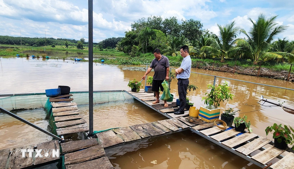 Người dân sinh sống ở gần Hồ Phước Hòa phát triển mô hình nuôi cá lồng để phát triển kinh tế và phục vụ khách du lịch. (Ảnh: Đậu Tất Thành/TTXVN)