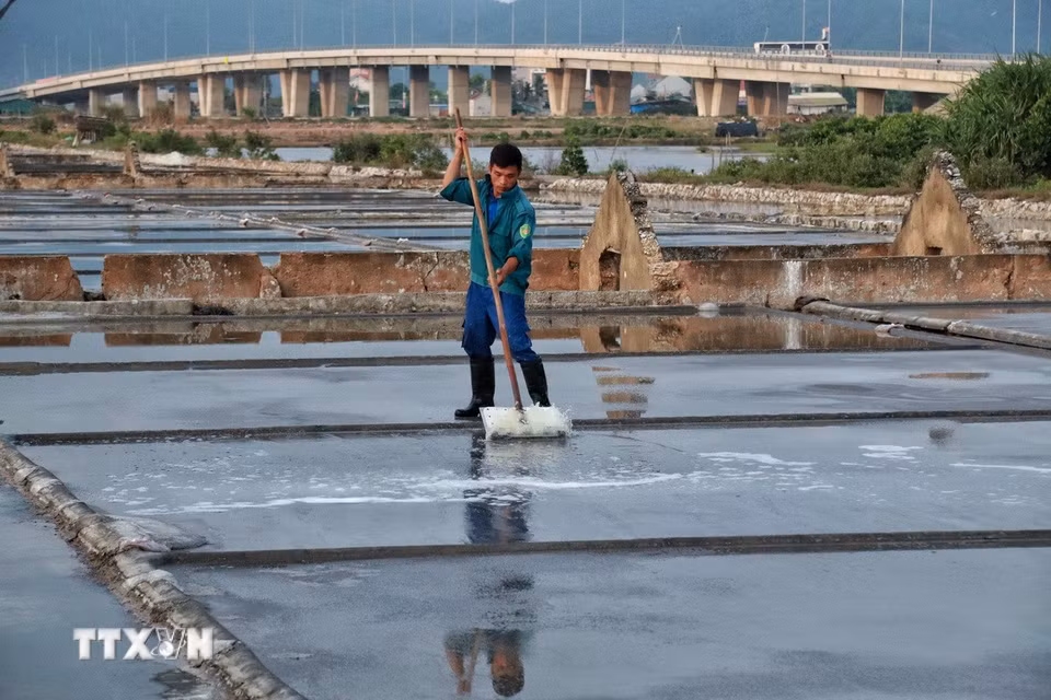 Công đoạn làm phẳng ruộng được thực hiện tỉ mỉ để đảm bảo chất lượng muối kết tinh. (Ảnh: Phương Anh/TTXVN phát)