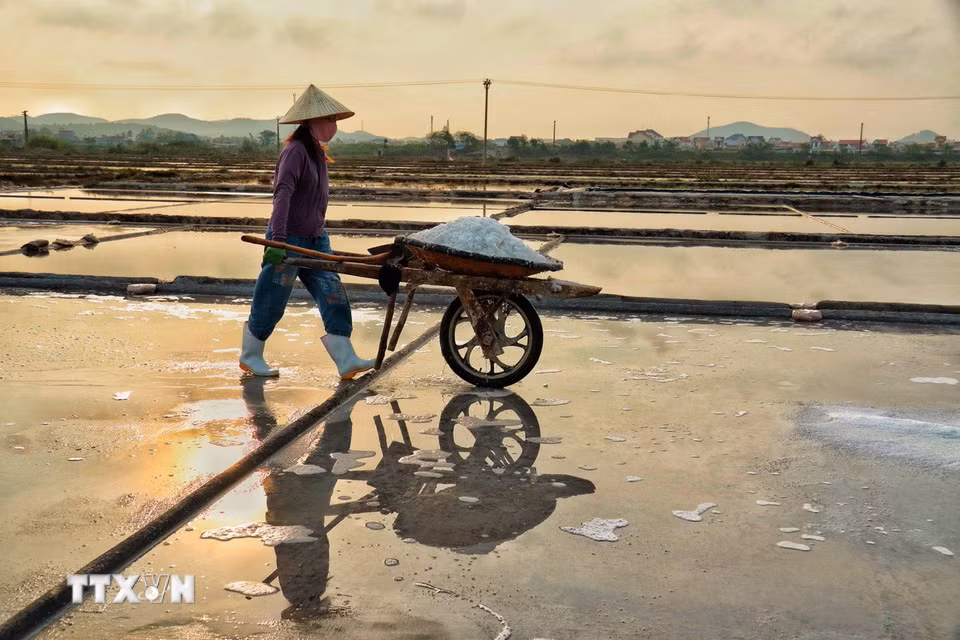 Ngày lao động khép lại với những chuyến muối cuối cùng rời khỏi cánh đồng. (Ảnh: Phương Anh/TTXVN phát)
