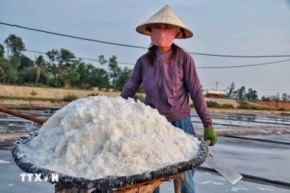Những chuyến xe rùa chở muối được di chuyển qua các ô ruộng. (Ảnh: Phương Anh/TTXVN phát)