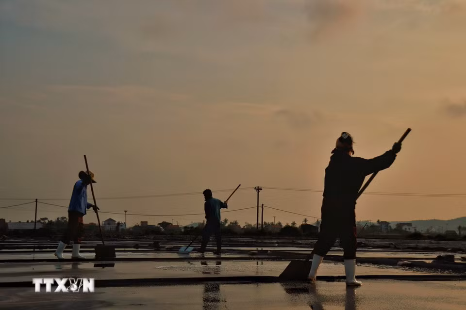 Dưới ánh nắng lên cao, cánh đồng muối trở nên nhộn nhịp với các công đoạn sản xuất. (Ảnh: Phương Anh/TTXVN phát)