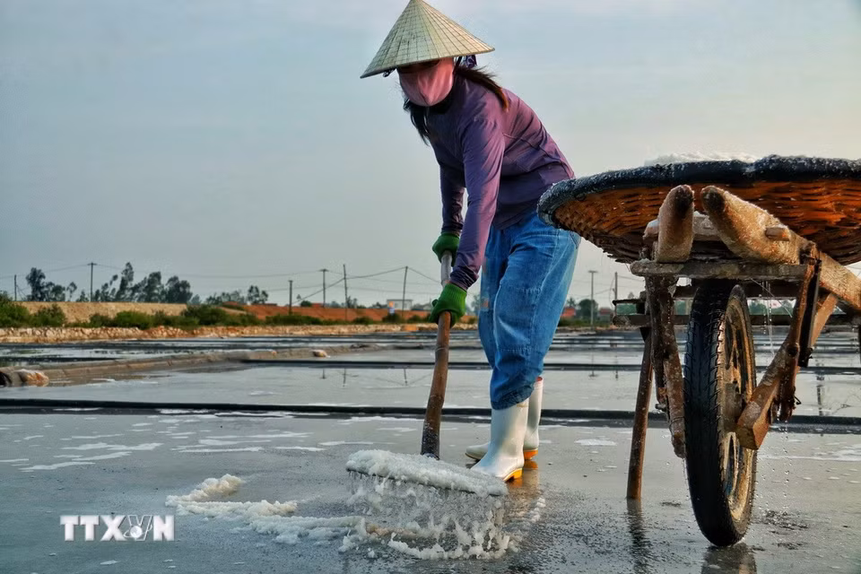 Từ sáng sớm, người làm muối đã bắt đầu công việc cào, gom muối trên bề mặt ruộng kết tinh. (Ảnh: Phương Anh/TTXVN phát)
