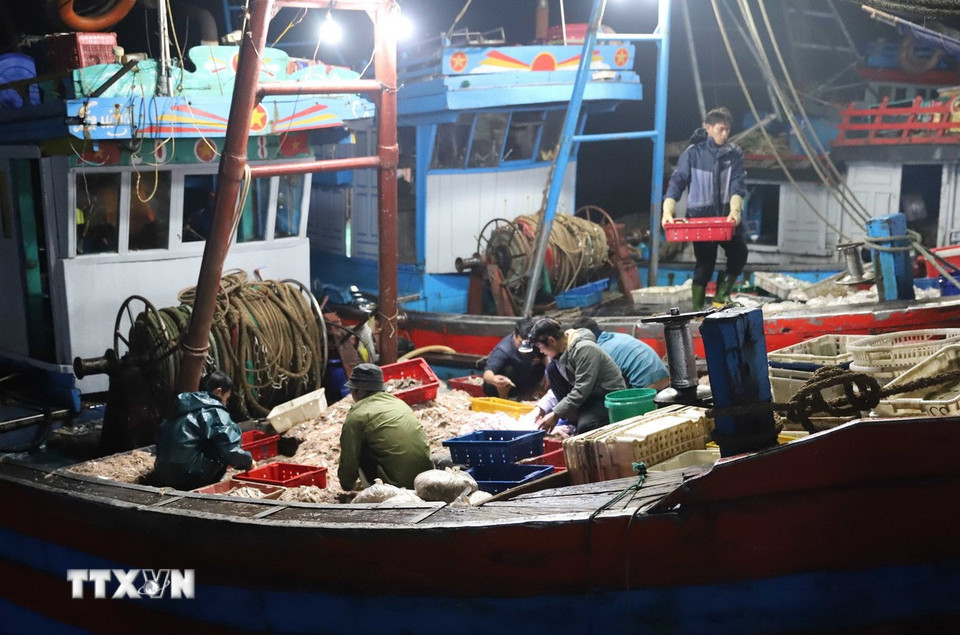 Các thuyền viên đang tất bật phân loại hải sản trên khoang tàu, thuyền để bỏ vào khay, thùng trước khi vận xuất lên bờ, đưa vào chợ cá tiêu thụ. (Ảnh: Xuân Tiến/TTXVN)