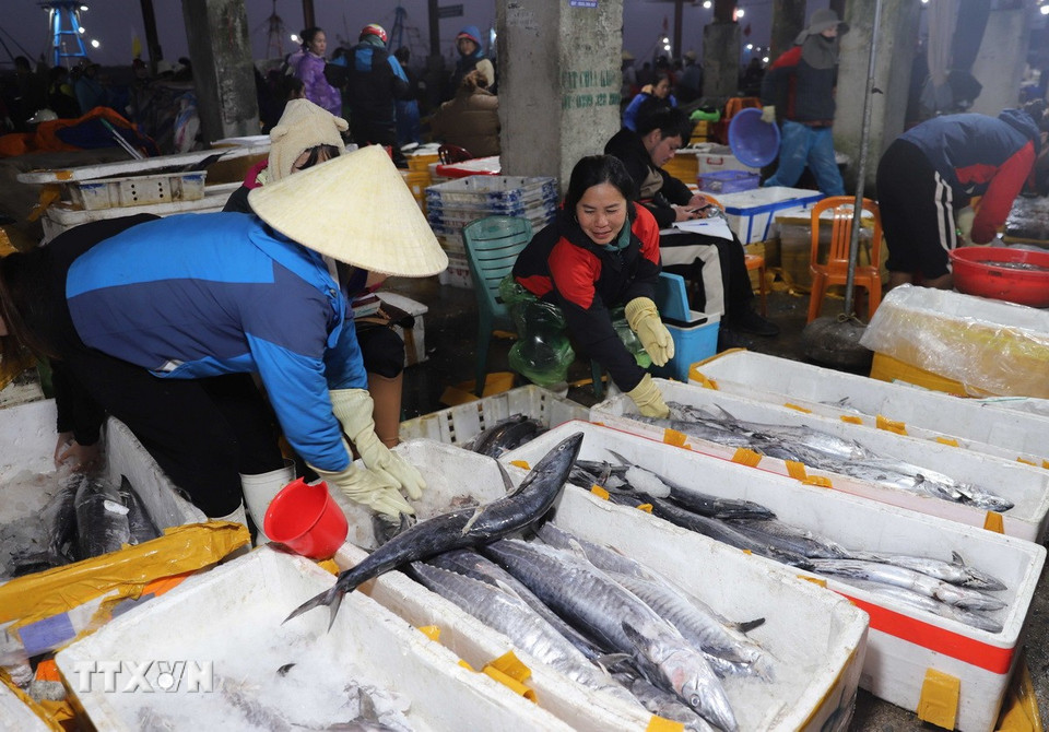 Đa dạng các mặt hàng hải sản có giá trị kinh tế, thương phẩm được hàng trăm tiểu thương bày bán tại chợ đêm Lạch Vạn. (Ảnh: Xuân Tiến/TTXVN)