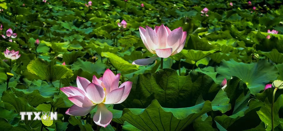 Hoa sen khoe sắc tại Đông Hồ, Vũ Hán, tỉnh Hồ Bắc, Trung Quốc, ngày 8/8/2026. (Ảnh: THX/TTXVN phát)