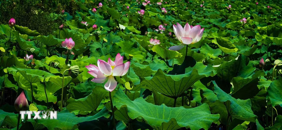 Hoa sen khoe sắc tại Đông Hồ, Vũ Hán, tỉnh Hồ Bắc, Trung Quốc, ngày 8/8/2026. (Ảnh: THX/TTXVN phát)