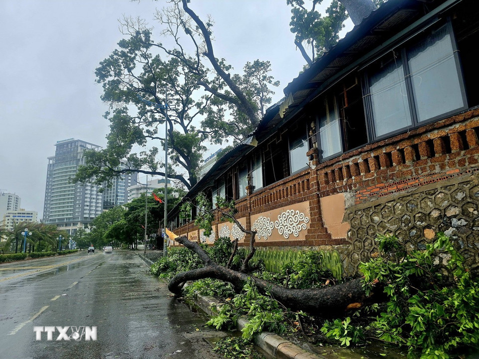 Cây xà cừ trên đường Hạ Long, phường Bãi Cháy bị gãy đổ được thu gọn bên vỉa hè. (Ảnh: Thanh Vân/TTXVN)