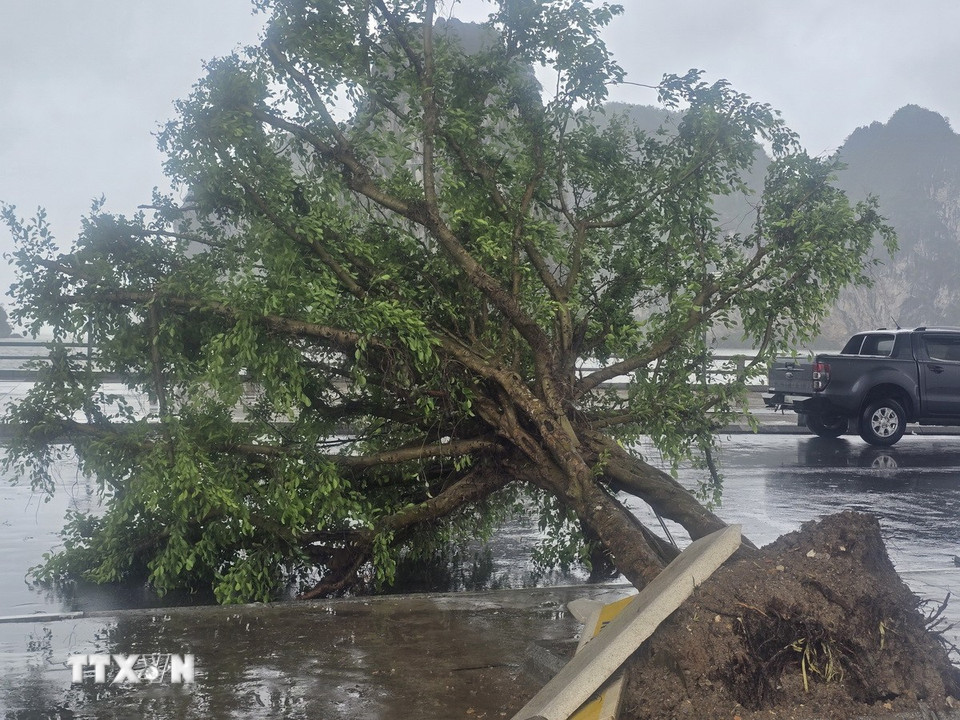Cây xanh tại Quảng trường 30/10, ven vịnh Hạ Long bị bão đánh bật gốc. (Ảnh: Thanh Vân/TTXVN)