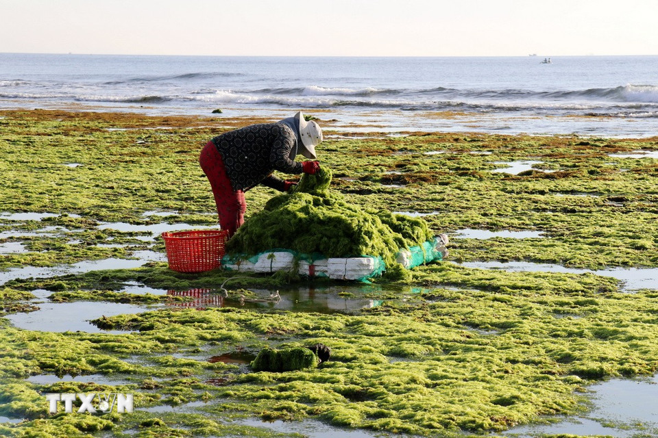 Người dân thôn Từ Thiện (xã Phước Dinh, huyện Thuận Nam, Ninh Thuận) thu vớt rong biển. (Ảnh: Nguyễn Thành/TTXVN)