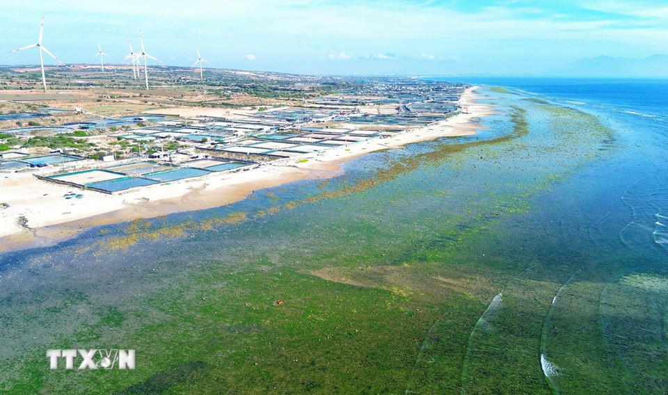 Đến với cánh đồng rong biển Từ Thiện, du khách không chỉ được hòa mình vào thiên nhiên hoang sơ, trong lành, thỏa sức vui chơi và chụp những bức ảnh nghệ thuật độc đáo mà còn có cơ hội khám phá cuộc sống bình dị của ngư dân địa phương. (Ảnh: Nguyễn Thành/TTXVN)