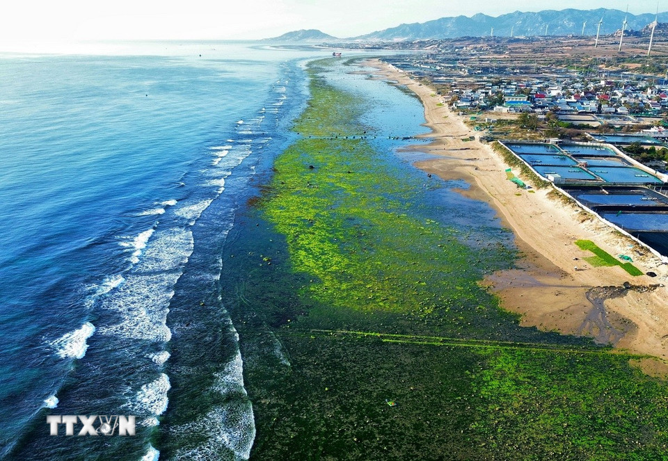 Cánh đồng rong biển ở thôn Từ Thiện, xã Phước Dinh, huyện Thuận Nam (Ninh Thuận) đang vào thời điểm đẹp nhất trong năm. Khi thủy triều rút, rong biển xanh mướt hiện lên trên nền bãi rạn rộng hơn 500m và kéo dài khoảng 4km, tạo nên bức tranh thiên nhiên tuyệt đẹp. (Ảnh: Nguyễn Thành/TTXVN)
