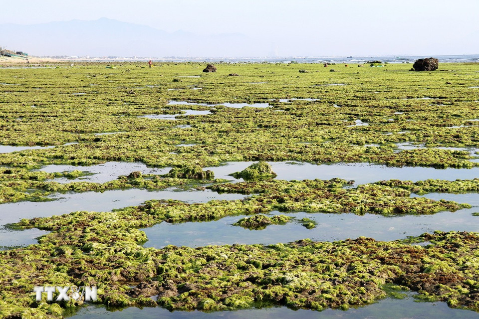 Rong biển trải dài bạt ngàn trên bãi rạn san hô rộng lớn. (Ảnh: Nguyễn Thành/TTXVN)