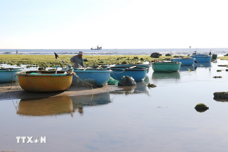 Công việc thường nhật của ngư dân thôn Từ Thiện (xã Phước Dinh, huyện Thuận Nam) trên cánh đồng rong biển. (Ảnh: Nguyễn Thành/TTXVN)