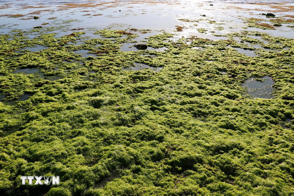 Khi thủy triều xuống, rong biển hiện lên trên bãi rạn tạo nên một màu xanh tươi mát. (Ảnh: Nguyễn Thành/TTXVN)