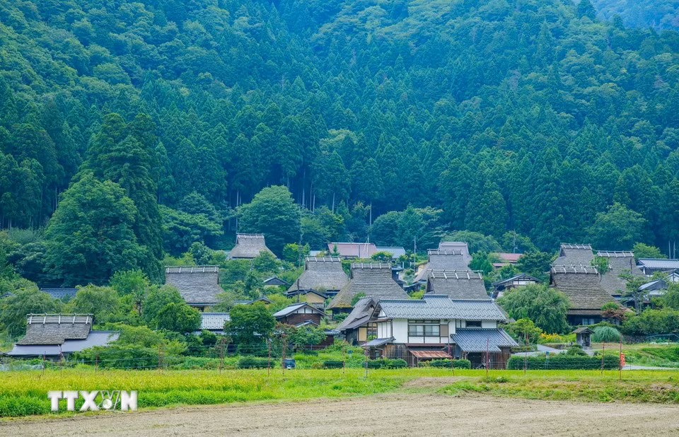 Nhắc đến Kyoto, ai cũng nghĩ đến chùa Vàng Kinkaku-ji lộng lẫy, chùa Thanh Thủy Kiyomizu-dera cổ kính hay những con phố cổ ở Gion. Thế nhưng, cách trung tâm cố đô Nhật Bản khoảng 1,5 tiếng di chuyển, có một Kyoto rất khác - yên bình, mộc mạc và gần như không bị cuốn theo nhịp sống hiện đại. Đó là Kayabuki no Sato, ngôi làng cổ nằm giữa thung lũng Miyama, nơi vẫn còn gần 40 ngôi nhà mái tranh truyền thống được người dân gìn giữ và sinh sống qua nhiều thế hệ. (Ảnh: Xuân Giao/TTXVN)