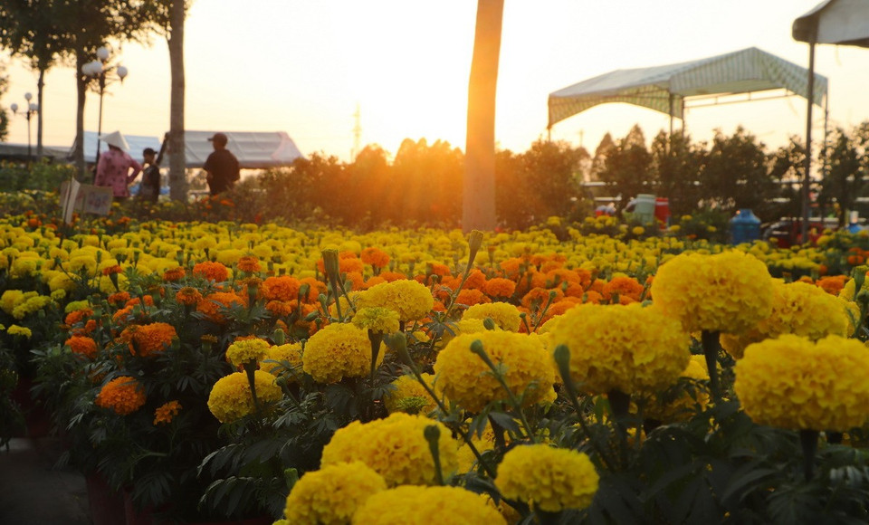 Những ngày giáp Tết Nguyên đán, dọc bờ kè Xà No (thành phố Vị Thanh, tỉnh Hậu Giang) rực rỡ sắc màu của hoa, cây kiểng. Đây là địa điểm quen thuộc để người dân thành phố Vị Thanh và các khu vực lân cận lựa chọn hoa trang trí mỗi dịp Xuân về. (Ảnh: Hồng Thái/TTXVN)