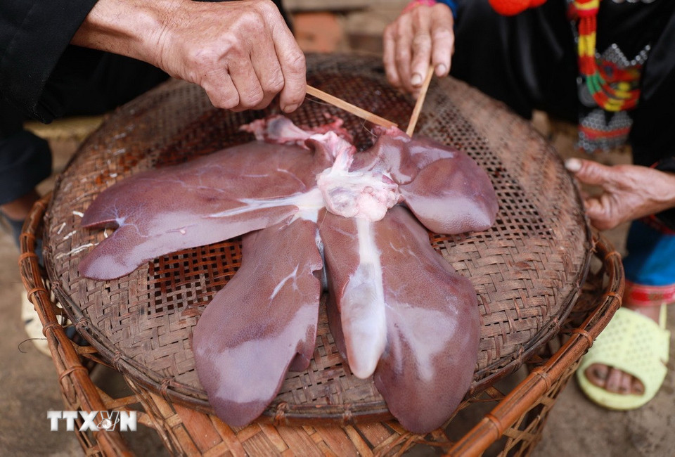 តាមទំនៀមទម្លាប់ អ្វីដែលសំខាន់បំផុតសម្រាប់គ្រួសារ Ha Nhi នៅដើមឆ្នាំគឺត្រូវពិនិត្យថ្លើមជ្រូក ហើយជ្រូកនោះត្រូវចិញ្ចឹមនៅក្នុងផ្ទះ ដើម្បីពិនិត្យទ្រព្យសម្បត្តិ និងសុខភាពគ្រួសារ។ (រូបថត៖ Quy Trung/VNA)