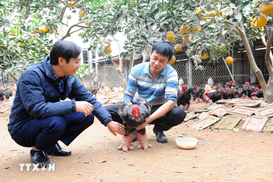 Kiểm tra sức khỏe gà trước khi xuất chuồng. (Ảnh: Mạnh Khánh/TTXVN)