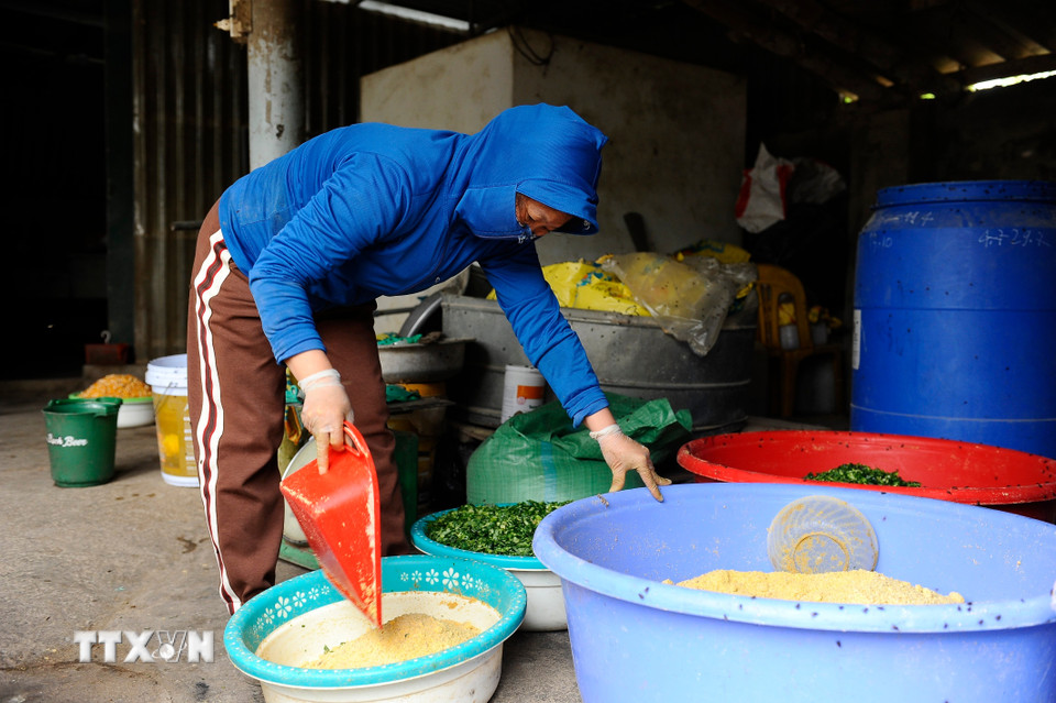 Người Đông Tảo chăn nuôi gà theo hướng hữu cơ, tận dụng những sản phẩm có từ tự nhiên làm thức ăn cho gà. (Ảnh: Mạnh Khánh/TTXVN)
