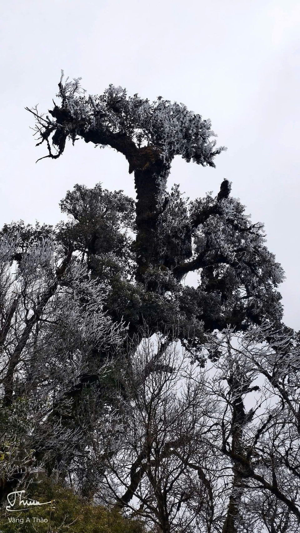 Đêm 26/1, tại huyện Mù Cang Chải (tỉnh Yên Bái) đã xuất hiện băng giá. (Ảnh: TTXVN phát)