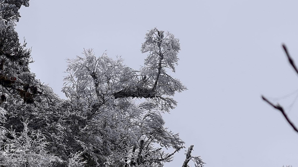 Băng giá xuất hiện tại các đỉnh Trống Páo Sang, Khau Phạ và Kháu Nha thuộc xã La Pán Tẩn; đỉnh Lùng Cúng thuộc xã Nậm Có (huyện Mù Cang Chải, Yên Bái). (Ảnh: TTXVN phát)