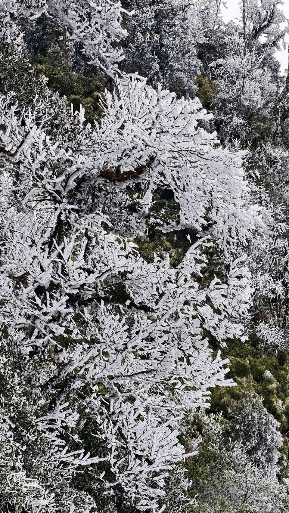 Do ảnh hưởng của không khí lạnh khiến nhiệt độ giảm sâu, tại các đỉnh núi cao của huyện Mù Cang Chải (Yên Bái) xuất hiện băng giá vào đêm ngày 26/1. (Ảnh: TTXVN phát)