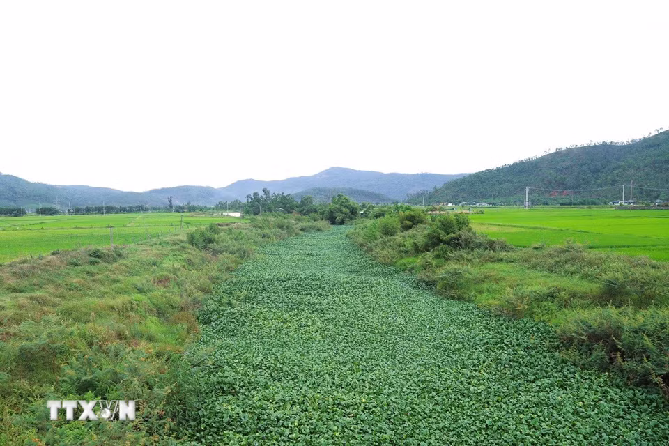 Trước khi đấu nối với sông Cấm (huyện Nghi Lộc cũ), kênh Nhà Lê hợp dòng với kênh Sắt chảy qua vùng đồng bãi chuyên canh lúa, rau màu rộng lớn của huyện Diễn Châu (cũ), Nghệ An. (Ảnh: Xuân Tiến/TTXVN)