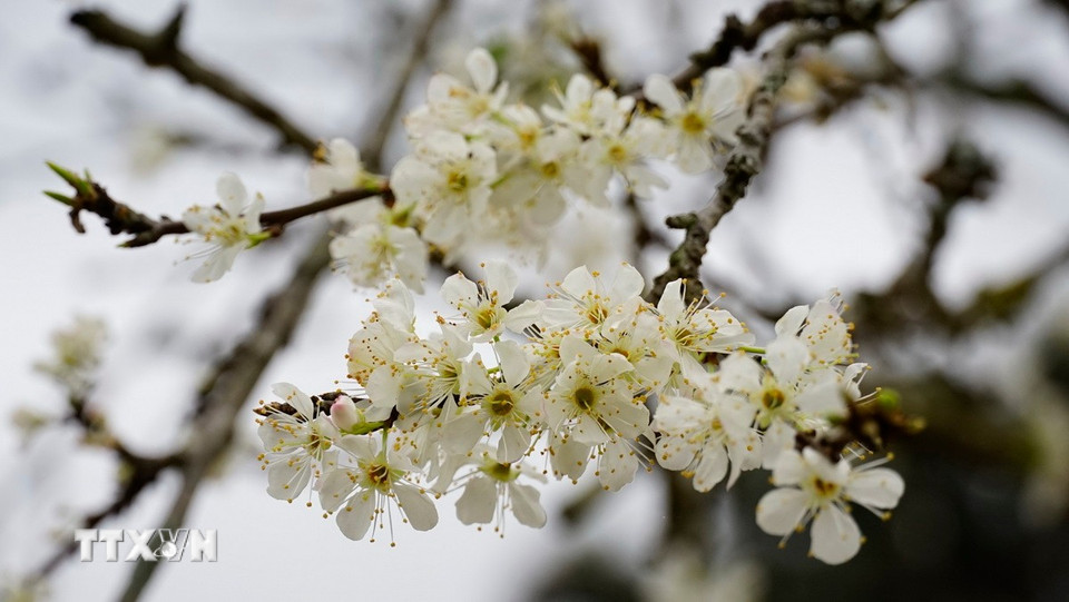 Hoa mận Bắc Hà mang nét dịu dàng, thuần khiết đặc trưng. (Ảnh: Hương Thu/TTXVN)
