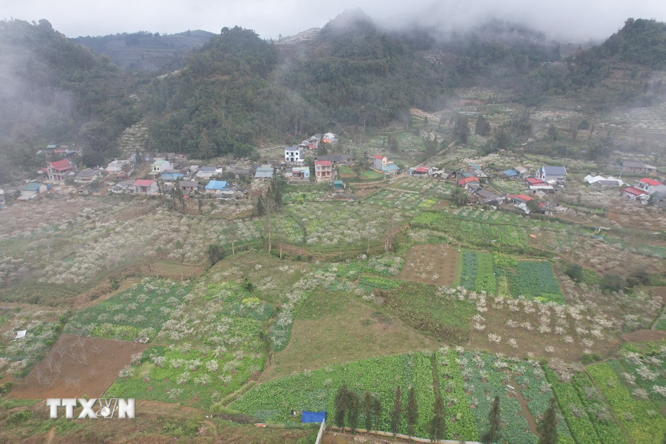 Những vườn mận mênh mông điểm tô cho núi rừng Bắc Hà sắc trắng tinh khôi dịp đầu Xuân. (Ảnh: Hương Thu/TTXVN)