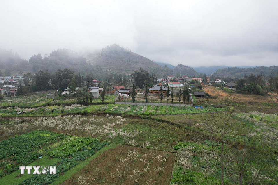 Những vườn mận mênh mông điểm tô cho núi rừng Bắc Hà sắc trắng tinh khôi dịp đầu Xuân. (Ảnh: Hương Thu/TTXVN)