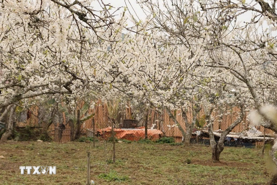Mỗi dịp Xuân về, trên khắp các thung lũng, các bản làng lưng chừng đồi của cao nguyên Bắc Hà, cách trung tâm thành phố Lào Cai (tỉnh Lào Cai) khoảng 70km, những rừng hoa mận trắng muốt đồng loạt bung nở tạo nên một khung cảnh thơ mộng, tựa như bức tranh cổ tích giữa đại ngàn núi rừng Tây Bắc. (Ảnh: Hương Thu/TTXVN)