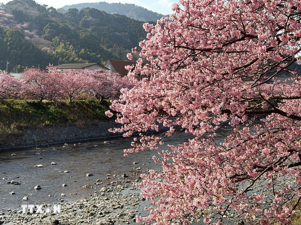 Hoa anh đào kawazu nở rộ với màu hồng nhạt đặc trưng. (Ảnh: Xuân Giao/TTXVN)