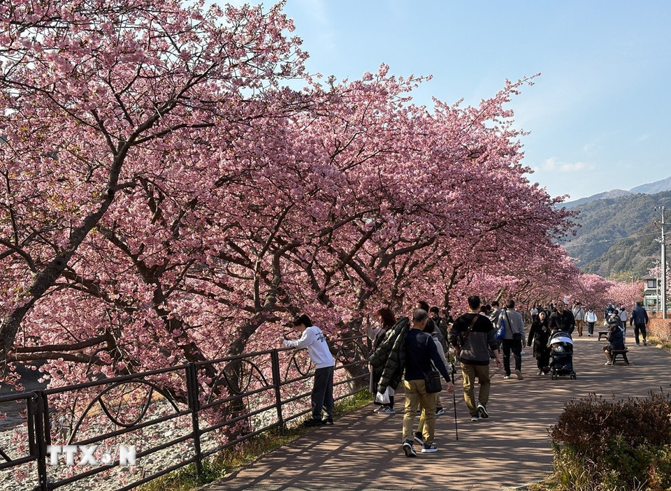 Anh đào kawazu là giống anh đào có màu hồng nhạt và nở rộ vào đầu tháng Ba. (Ảnh: Xuân Giao/TTXVN)