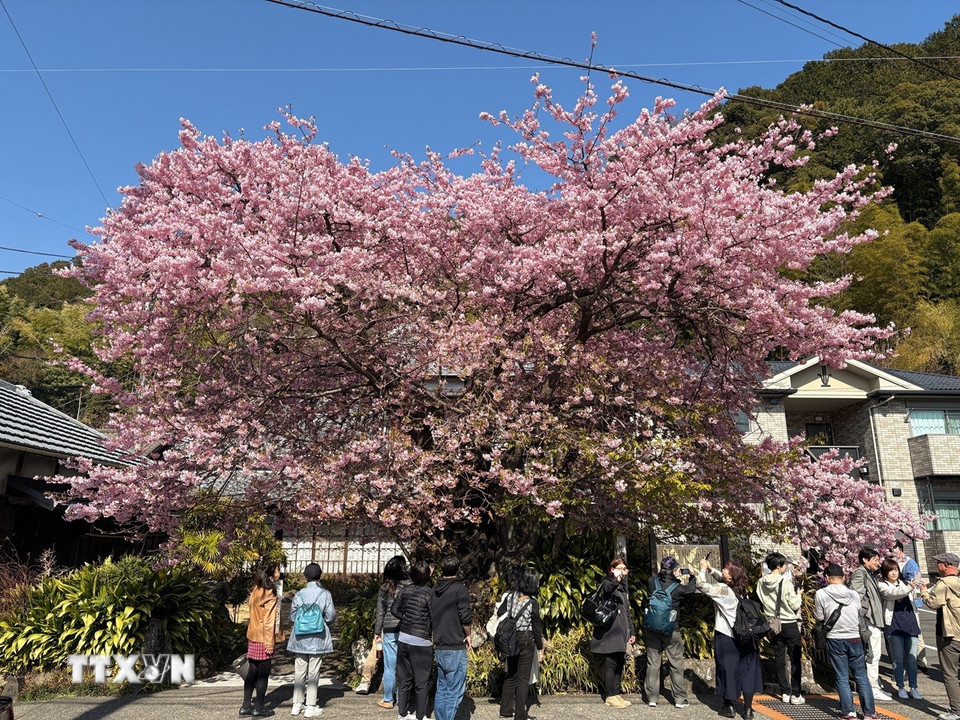 Cây hoa anh đào đầu tiên được phát hiện tại thị trấn Kawazu năm 1955, được xem là khởi nguồn của giống anh đào này. (Ảnh: Xuân Giao/TTXVN)