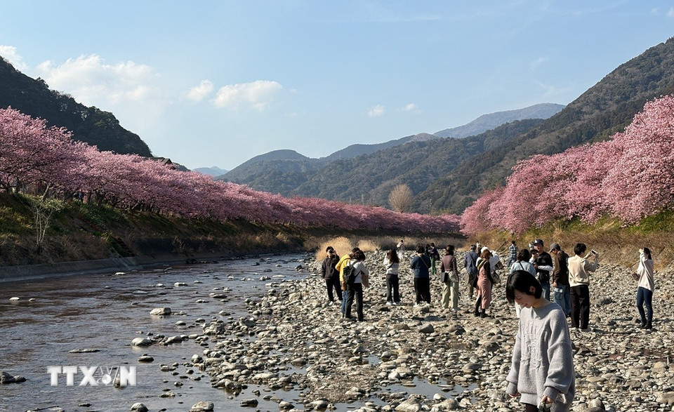 Hoa anh đào nhuộm hồng những khúc sông trong thị trấn. (Ảnh: Xuân Giao/TTXVN)
