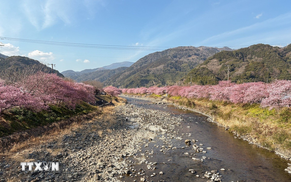 Hoa anh đào nhuộm hồng những khúc sông trong thị trấn. (Ảnh: Xuân Giao/TTXVN)