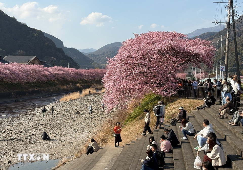 Du khách tận hưởng tiết trời ấm áp của mùa Xuân bên những tán anh đào rực rỡ. (Ảnh: Xuân Giao/TTXVN)