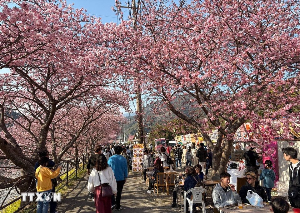Du khách thư giãn dưới tán anh đào trong tiết trời Xuân ấm áp. (Ảnh: Xuân Giao/TTXVN)