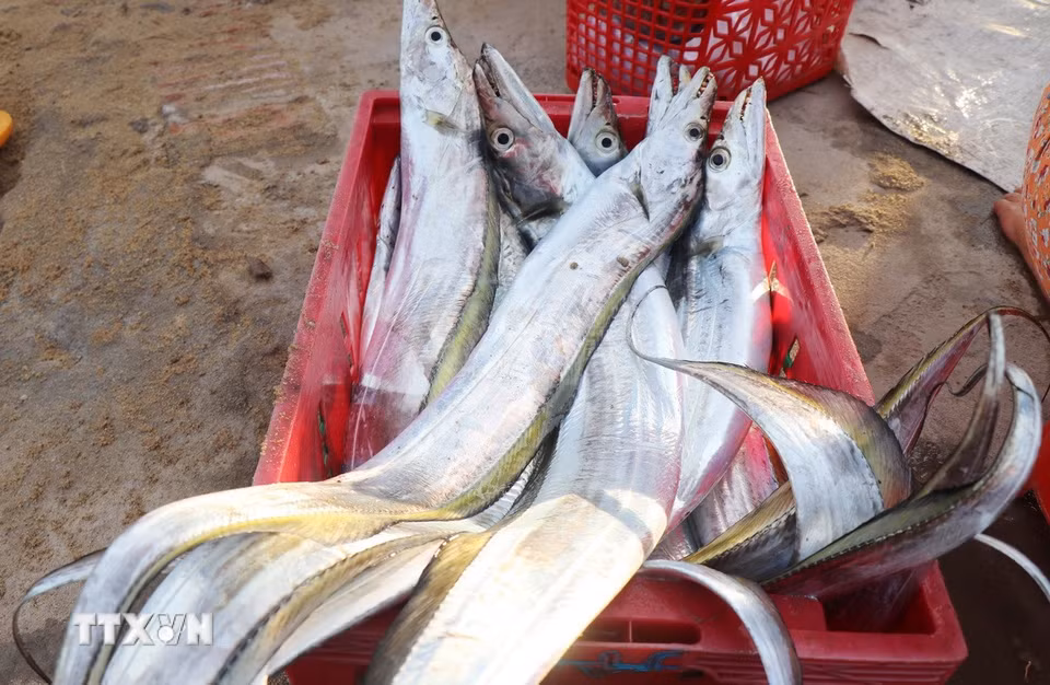 Những con cá hố câu dài gần 1m, vây vàng óng ánh là hải sản giá trị ở chợ cá Cửa Lở. (Ảnh: Phạm Cường/TTXVN)